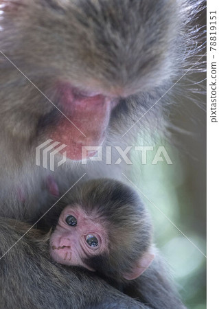 日本獼猴 78819151
