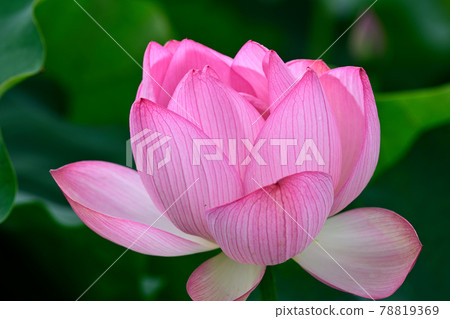 蓮花 Oga 蓮花 78819369