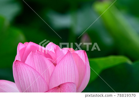 蓮花 Oga 蓮花 78819370