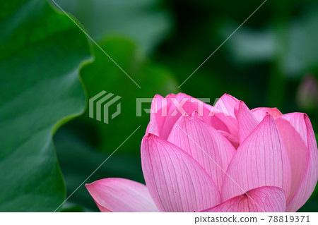 蓮花 Oga 蓮花 78819371