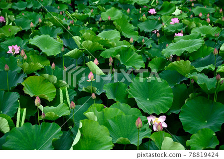 Lotus flower Oga lotus 78819424