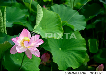 蓮花 Oga 蓮花 78819425