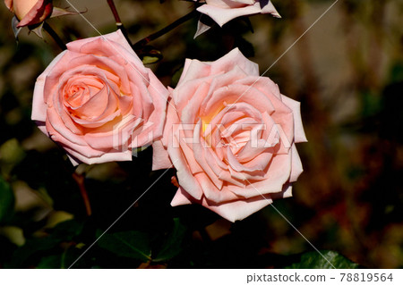 Pale pink rose (modern rose violet carson) flowers blooming in the botanical garden of Jindaiji Motomachi, Chofu City Pale pink rose (modern rose violet carson) flowers blooming in the botanical garden of Jindaiji Motomachi, Chofu City 78819564