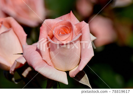 Pale pink rose (modern rose violet carson) flowers blooming in the botanical garden of Jindaiji Motomachi, Chofu City Pale pink rose (modern rose violet carson) flowers blooming in the botanical garden of Jindaiji Motomachi, Chofu City 78819617