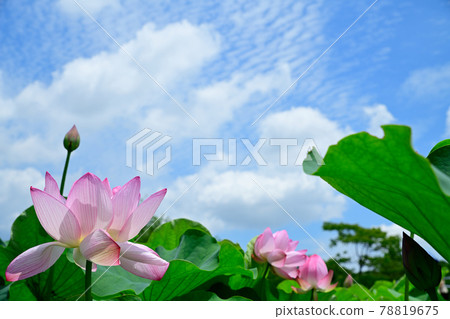 蓮花 Oga 蓮花 蓮花 Oga 蓮花 78819675