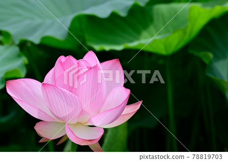 蓮花 Oga 蓮花 78819703