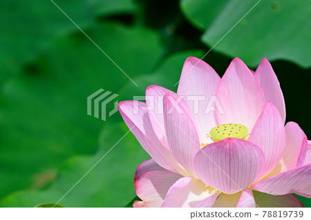 Lotus flower Oga lotus Lotus flower Oga lotus 78819739