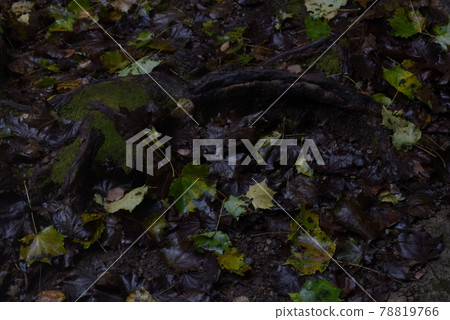 落入池塘的枯葉和染紅的秋葉 落入池塘的枯葉和染紅的秋葉 78819766