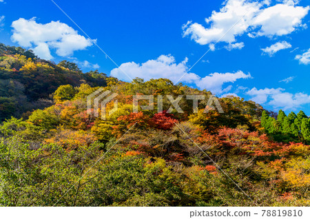 日本的紅葉絕景 五香所的紅葉風景“未開發的區域，平家之裡，梅之樹桃樹公園”（2020年秋季拍攝於日本） 78819810