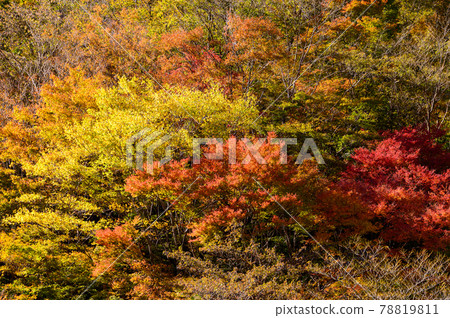 Superb view of autumn leaves in Japan Gokanoshō's autumn leaves scenery "Unexplored area, Heike no Sato, Umenoki Todoroki Park" (photographed in autumn 2020 in Japan) 78819811