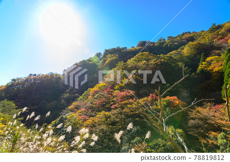 日本的紅葉絕景 五香所的紅葉風景“未開發的區域，平家之裡，梅之樹桃樹公園”（2020年秋季拍攝於日本） 78819812