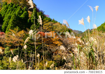 Superb view of autumn leaves in Japan Gokanoshō's autumn leaves scenery "Unexplored area, Heike no Sato, Umenoki Todoroki Park" (photographed in autumn 2020 in Japan) 78819815