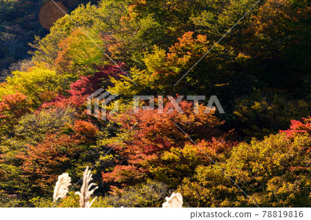 Superb view of autumn leaves in Japan Gokanoshō's autumn leaves scenery "Unexplored area, Heike no Sato, Umenoki Todoroki Park" (photographed in autumn 2020 in Japan) 78819816