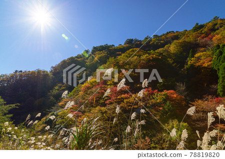 Superb view of autumn leaves in Japan Gokanoshō's autumn leaves scenery "Unexplored area, Heike no Sato, Umenoki Todoroki Park" (photographed in autumn 2020 in Japan) 78819820