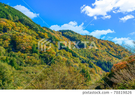 日本的紅葉絕景 五香所的紅葉風景“未開發的區域，平家之裡，梅之樹桃樹公園”（2020年秋季拍攝於日本） 78819826