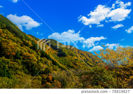 Superb view of autumn leaves in Japan Gokanoshō's autumn leaves scenery "Unexplored area, Heike no Sato, Umenoki Todoroki Park" (photographed in autumn 2020 in Japan) 78819827