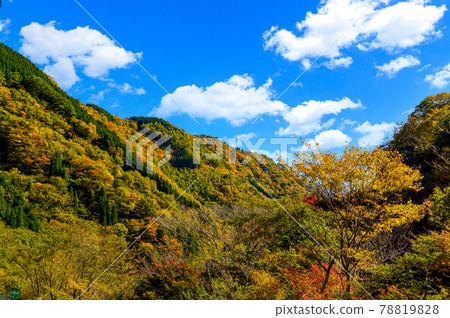 Superb view of autumn leaves in Japan Gokanoshō's autumn leaves scenery "Unexplored area, Heike no Sato, Umenoki Todoroki Park" (photographed in autumn 2020 in Japan) 78819828