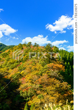 Superb view of autumn leaves in Japan Gokanoshō's autumn leaves scenery "Unexplored area, Heike no Sato, Umenoki Todoroki Park" (photographed in autumn 2020 in Japan) 78819875
