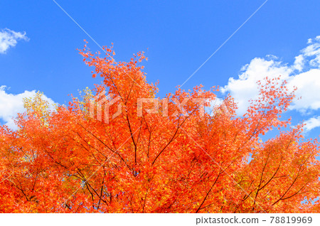 日本的紅葉絕景 五香所的紅葉風景“未開發的區域,平家之裡,梅之樹桃樹公園”(2020年秋季拍攝於日本) 日本的紅葉絕景 五香所的紅葉風景“未開發的區域,平家之裡,梅之樹桃樹公園”(2020年秋季拍攝於日本) 78819969