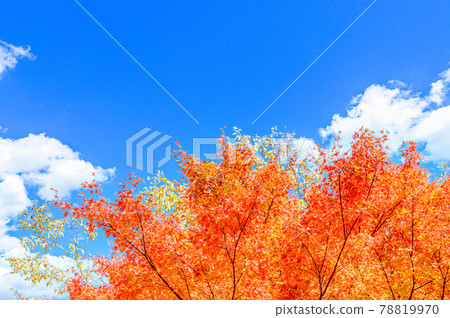Superb view of autumn leaves in Japan Gokanoshō's autumn leaves scenery "Unexplored area, Heike no Sato, Umenoki Todoroki Park" (photographed in autumn 2020 in Japan) Superb view of autumn leaves in Japan Gokanoshō's autumn leaves scenery "Unexplored area, Heike no Sato, Umenoki Todoroki Park" (photographed in autumn 2020 in Japan) 78819970