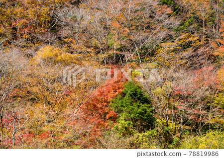 Superb view of autumn leaves in Japan Gokanoshō's autumn leaves scenery "Unexplored area, Heike no Sato, Umenoki Todoroki Park" (photographed in autumn 2020 in Japan) Superb view of autumn leaves in Japan Gokanoshō's autumn leaves scenery "Unexplored area, Heike no Sato, Umenoki Todoroki Park" (photographed in autumn 2020 in Japan) 78819986