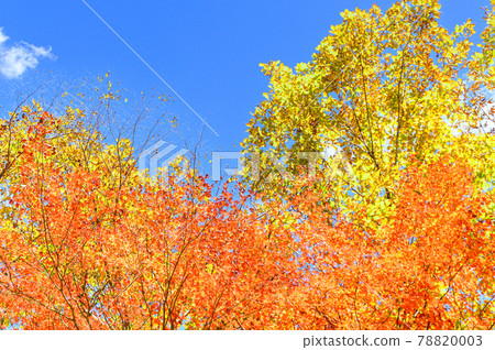 Superb view of autumn leaves in Japan Gokanoshō's autumn leaves scenery "Unexplored area, Heike no Sato, Umenoki Todoroki Park" (photographed in autumn 2020 in Japan) Superb view of autumn leaves in Japan Gokanoshō's autumn leaves scenery "Unexplored area, Heike no Sato, Umenoki Todoroki Park" (photographed in autumn 2020 in Japan) 78820003