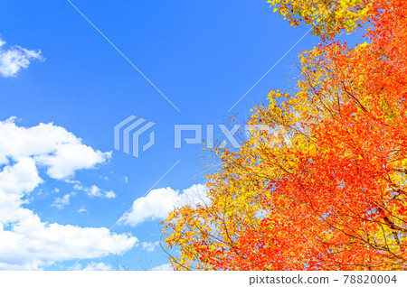 Superb view of autumn leaves in Japan Gokanoshō's autumn leaves scenery "Unexplored area, Heike no Sato, Umenoki Todoroki Park" (photographed in autumn 2020 in Japan) Superb view of autumn leaves in Japan Gokanoshō's autumn leaves scenery "Unexplored area, Heike no Sato, Umenoki Todoroki Park" (photographed in autumn 2020 in Japan) 78820004