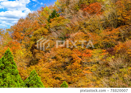 Superb view of autumn leaves in Japan Gokanoshō's autumn leaves scenery "Unexplored area, Heike no Sato, Umenoki Todoroki Park" (photographed in autumn 2020 in Japan) Superb view of autumn leaves in Japan Gokanoshō's autumn leaves scenery "Unexplored area, Heike no Sato, Umenoki Todoroki Park" (photographed in autumn 2020 in Japan) 78820007