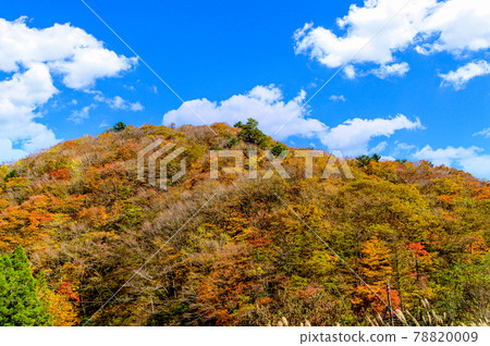 Superb view of autumn leaves in Japan Gokanoshō's autumn leaves scenery "Unexplored area, Heike no Sato, Umenoki Todoroki Park" (photographed in autumn 2020 in Japan) 78820009