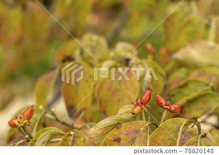 Dogwood seeds, red landscape Dogwood seeds, red landscape 78820148