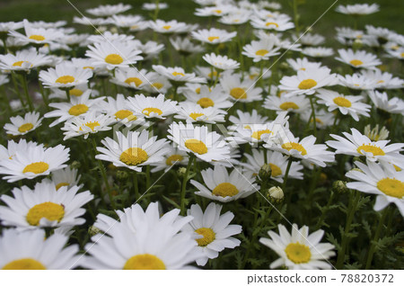 White small flowers grass hi-res stock photography and images - Alamy