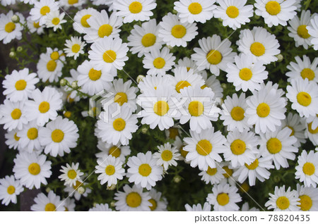 The flowers of the North Pole in the park are in full bloom. White flowers are densely blooming. 78820435