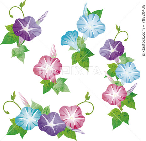 Morning glory morning glory summer flower plant nature watercolor watercolor touch illustration material set Morning glory morning glory summer flower plant nature watercolor watercolor touch illustration material set 78820438
