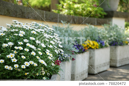 Flowers in the flowerbed in the garden Flowers in the flowerbed in the garden 78820472