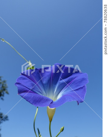 牽牛花牽牛花牽牛花 78820638