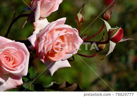調布市元町神大寺植物園盛開的淡粉色玫瑰（現代玫瑰紫羅蘭）花 78820777