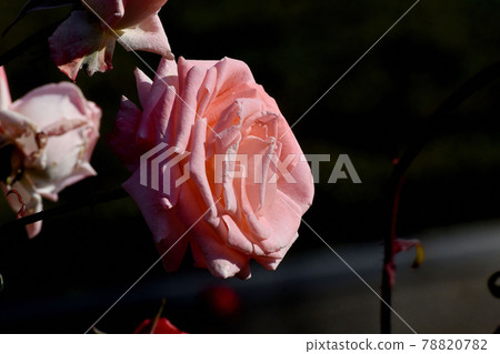 調布市元町神大寺植物園盛開的淡粉色玫瑰（現代玫瑰紫羅蘭）花 78820782
