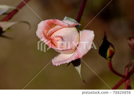 A pale pink rose blooming in the botanical garden of Jindaiji Motomachi, Chofu City (Modern Rose Violet Carson) 78820856