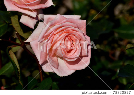 A pale pink rose blooming in the botanical garden of Jindaiji Motomachi, Chofu City (Modern Rose Violet Carson) 78820857