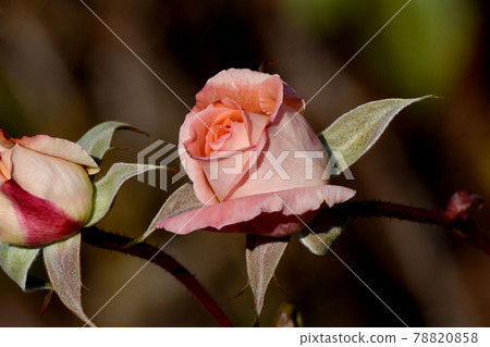 A pale pink rose blooming in the botanical garden of Jindaiji Motomachi, Chofu City (Modern Rose Violet Carson) 78820858