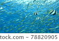 A horde of fish swimming comfortably 78820905
