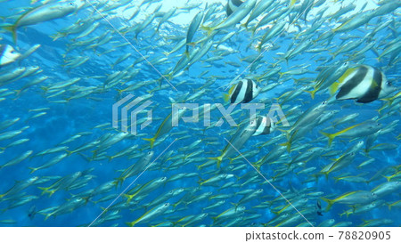 A horde of fish swimming comfortably 78820905