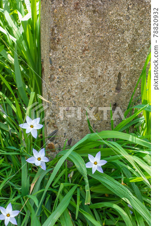 路邊盛開的白色星形花 路邊盛開的白色星形花 78820932