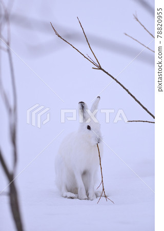 Lepus timidus 62 (Hokkaido) 78820955