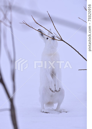 Lepus timidus 61 (Hokkaido) 78820956