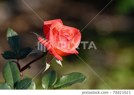Vermilion roses (modern rose Petit's Foley) flowers blooming in the botanical garden of Jindaiji Motomachi, Chofu City 78821021