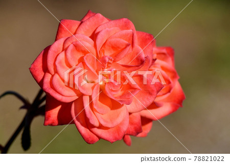 調布市元町神大寺植物園盛開的朱紅色玫瑰(近代玫瑰小佛利) 調布市元町神大寺植物園盛開的朱紅色玫瑰(近代玫瑰小佛利) 78821022