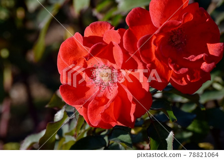 Cluster of Red Roses