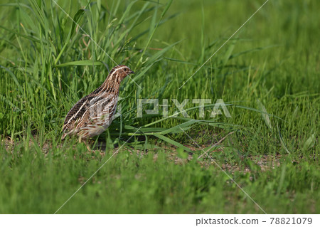 Quail (Hokkaido) Quail (Hokkaido) 78821079