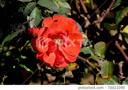 調布市元町神大寺植物園盛開的紅玫瑰（現代玫瑰花簇） 78821090